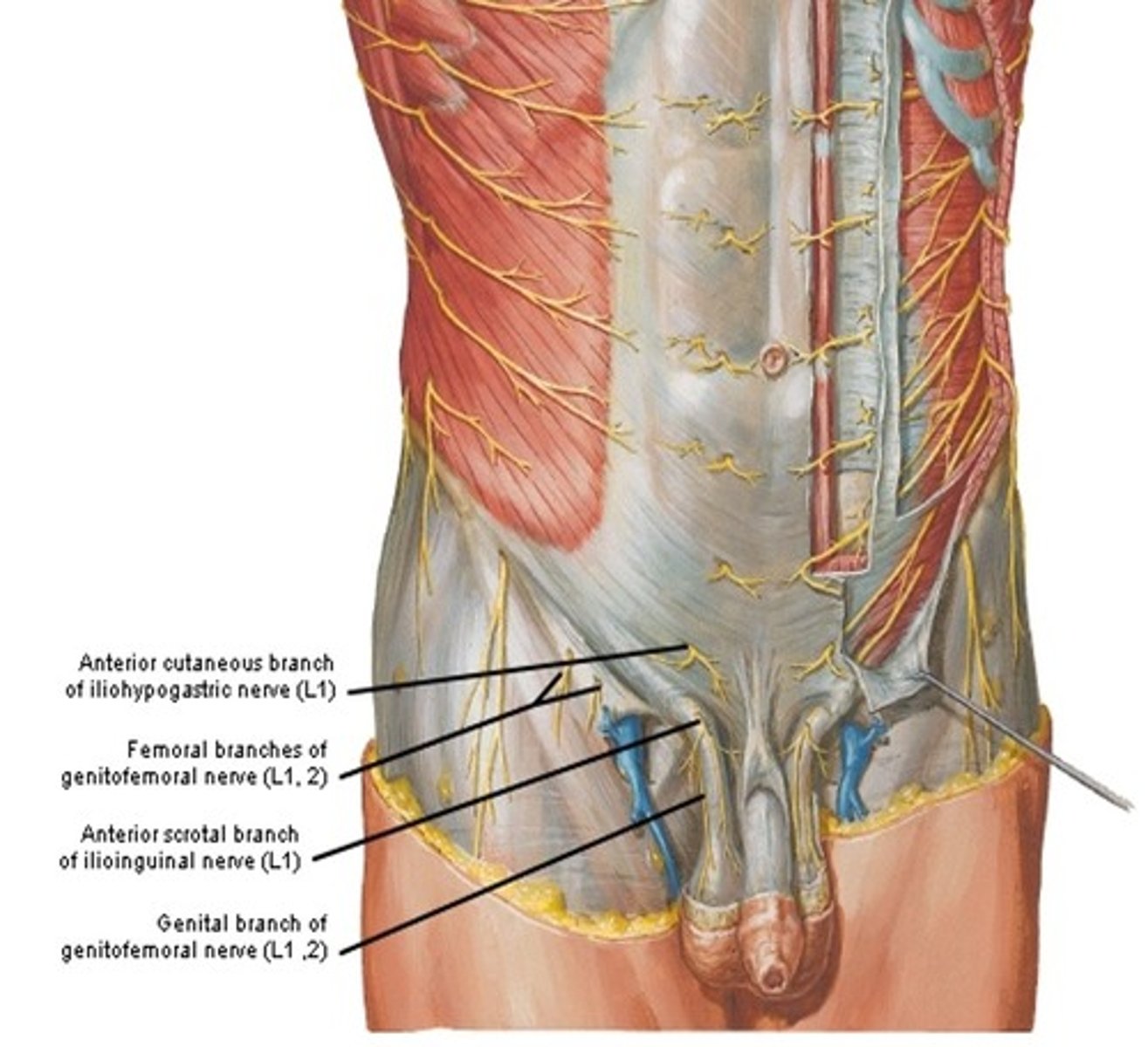 <p>the femoral branch of the genitofemoral nerve (L1 – L2) innervates what?</p>