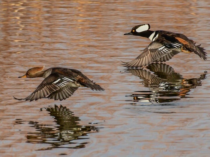 <p>Hooded Merganser</p>