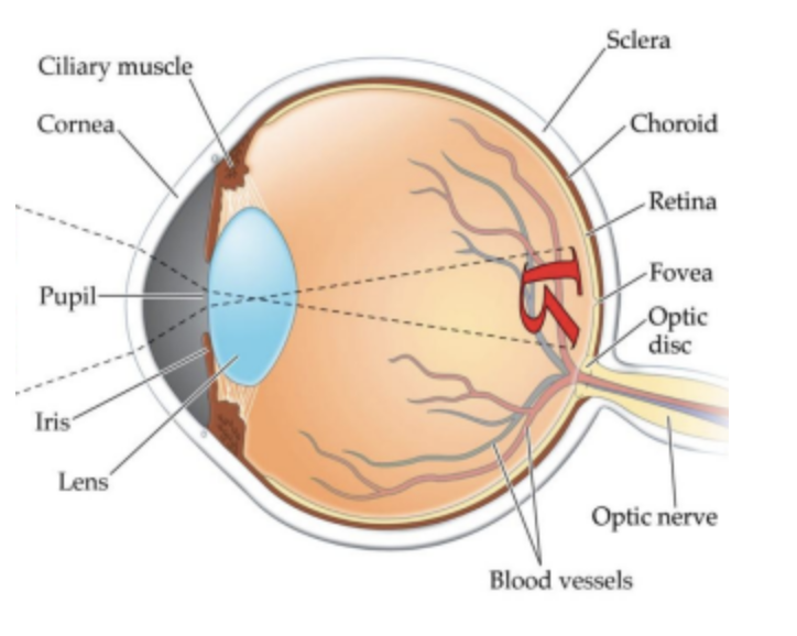 <ol><li><p><span style="background-color: transparent;">CHOROID&nbsp;</span></p></li><li><p><span style="background-color: transparent;">CILIARY BODY</span></p></li><li><p><span style="background-color: transparent;">IRIS</span></p></li><li><p><span style="background-color: transparent;">PUPIL</span></p></li><li><p><span style="background-color: transparent;">LENS</span></p></li><li><p><span style="background-color: transparent;">VITREOUS CHAMBER</span></p></li></ol><p></p>