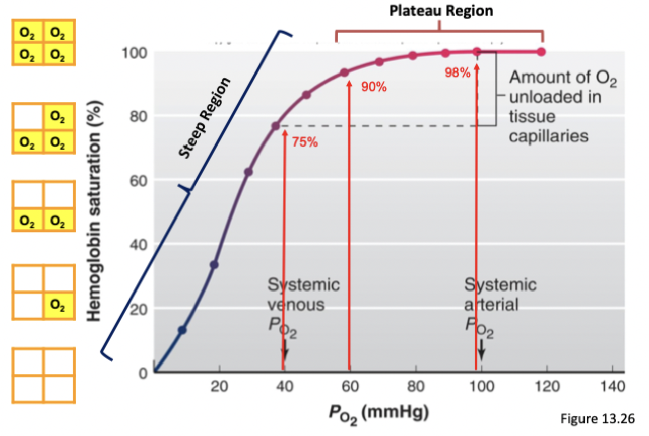 <p>Shows how a higher PO2 contributes to a higher hemoglobin saturation</p><ul><li><p>Plateau region (60-100 mmHg) → still has high hemoglobin saturation</p></li><li><p>Steep region (0-40mmHg) → even a small change in PO2 changes the hemoglobin saturation</p></li></ul><p></p>