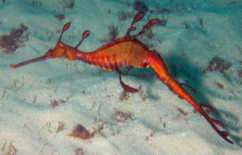 <p>FISHES (Class Actinopterygii) SEADRAGON </p>