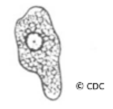 <p>Entamoeba hartmanni: trophozoite</p>