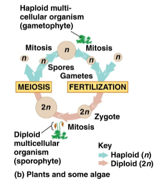 <ul><li><p>zygotes divide by mitosis to produce 2N multicellular sporophyte, which produces 1N spores by meiosis </p></li><li><p>Spores divide by mitosis to produce 1N multicellular gametophyte, which produces 1N gametes by mitosis </p></li><li><p>most plants, some protists </p></li></ul><p></p>