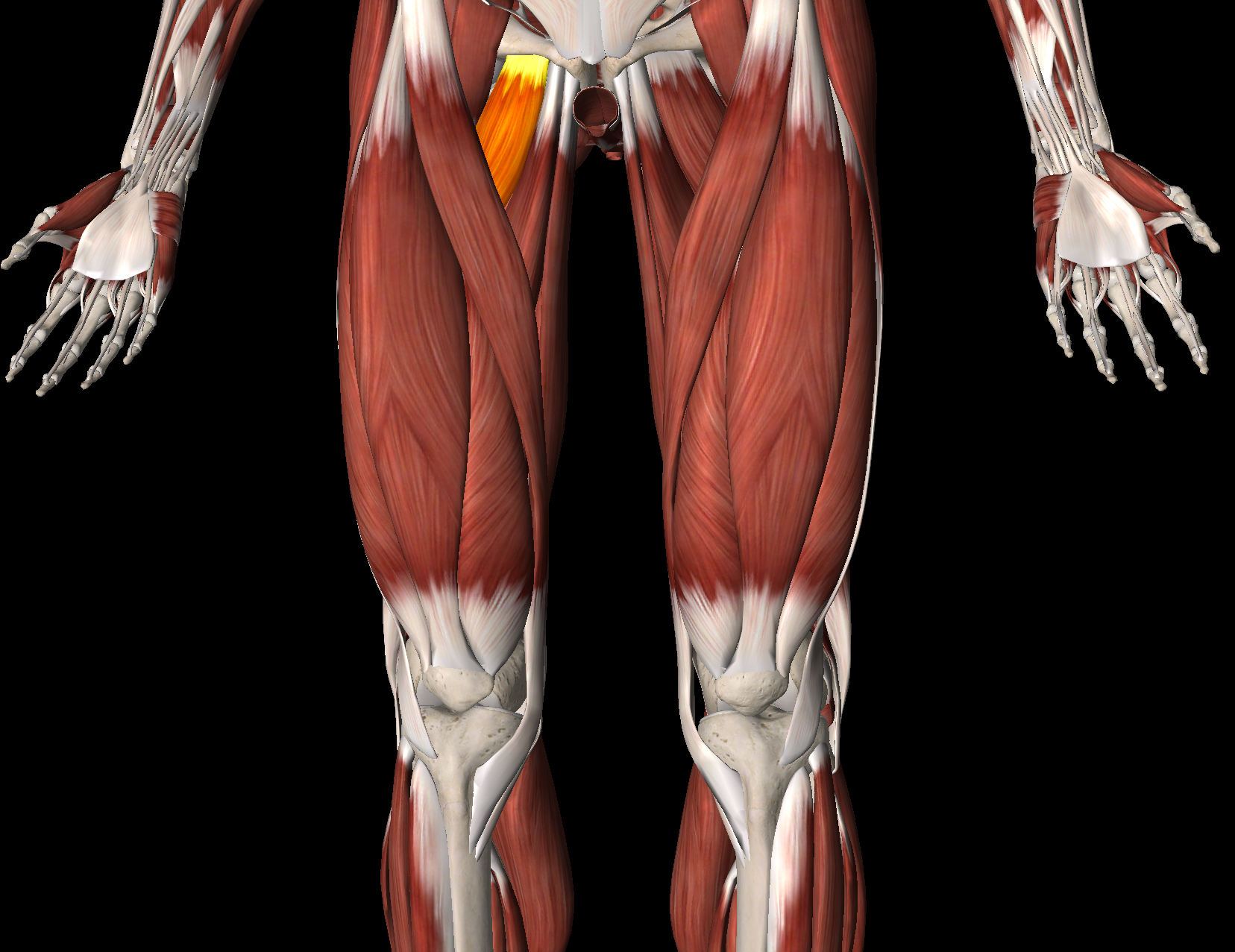 <p>Name this muscle</p>