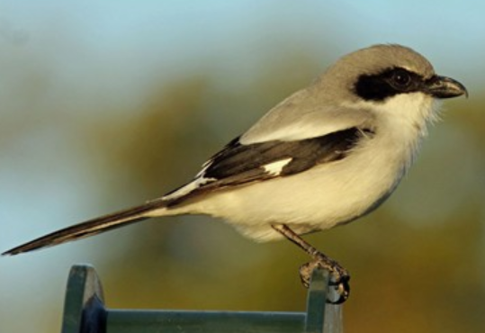 <p>Order: Passeriformes<br>Family: Laniidae</p>