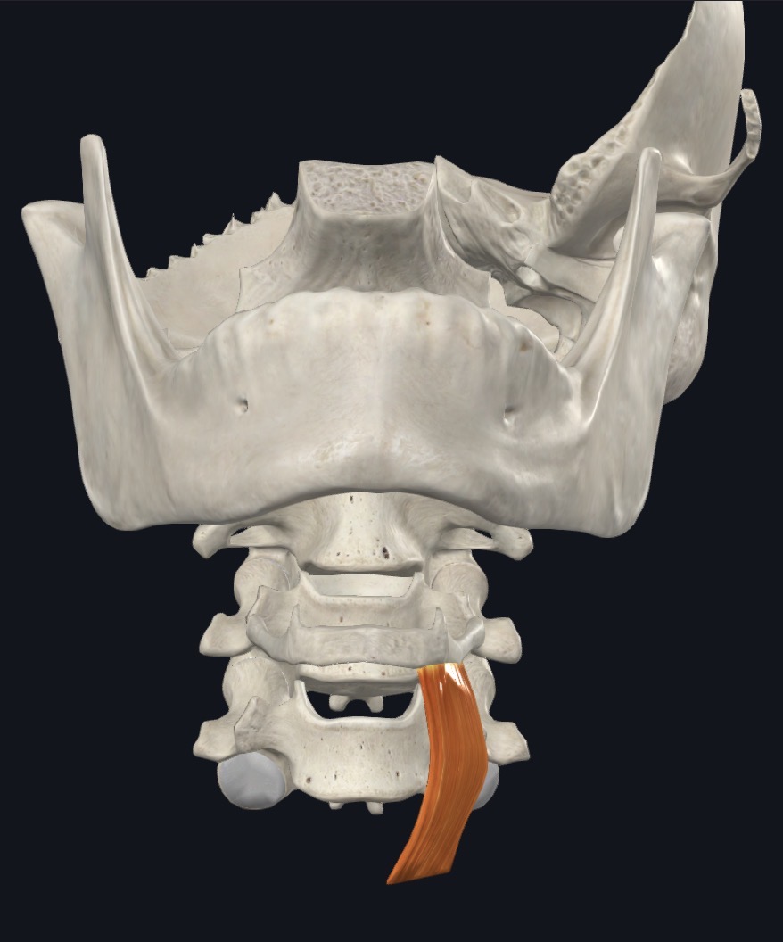 <p>Depresses hyoid and elevates larynx</p>