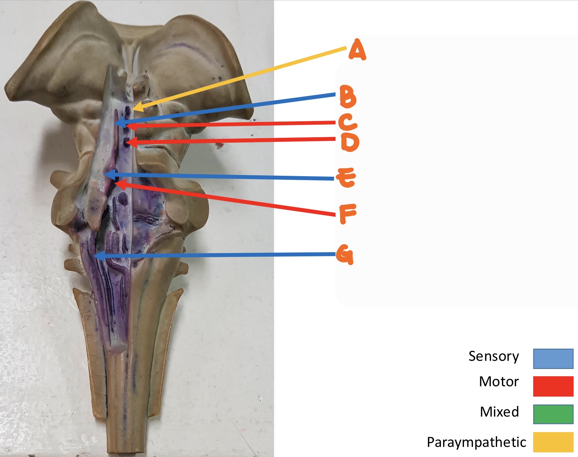knowt flashcard image