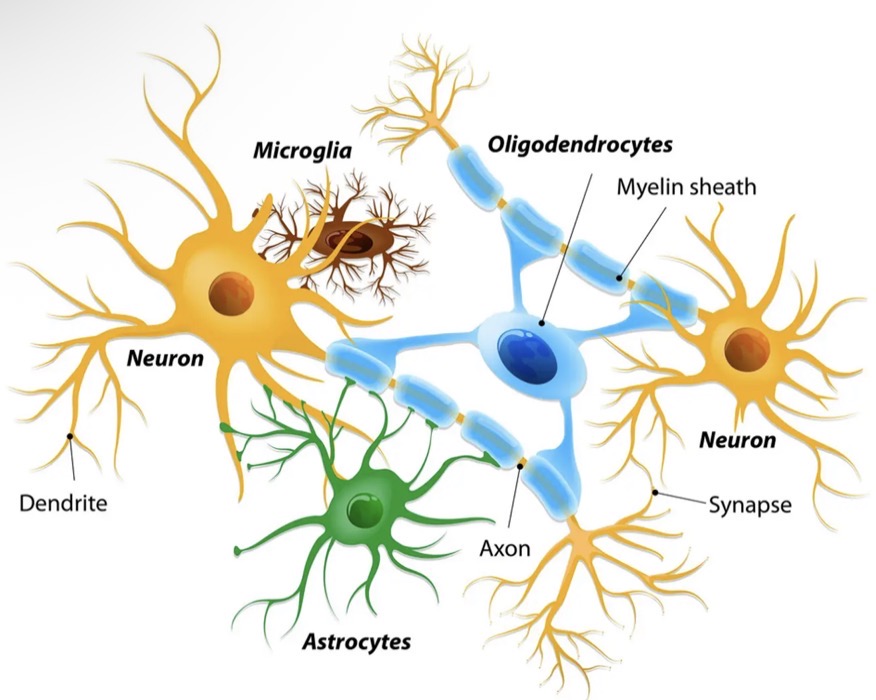 <ol><li><p>Neuron</p></li><li><p>Neuroglia (glial cells)</p></li></ol><p></p>