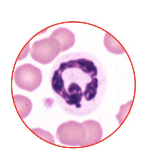 <p>What species does this neutrophil belong to? canine, equine, feline, or bovine?</p>