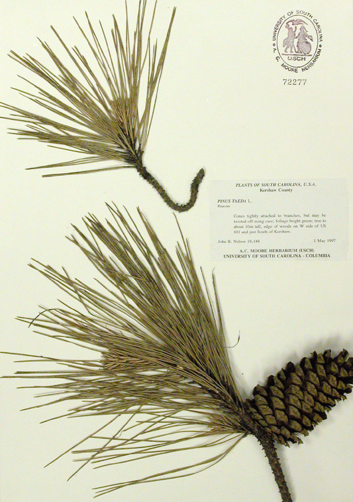 <p>What uses does <strong>Loblolly Pine </strong>have medicinally/herbally?</p>