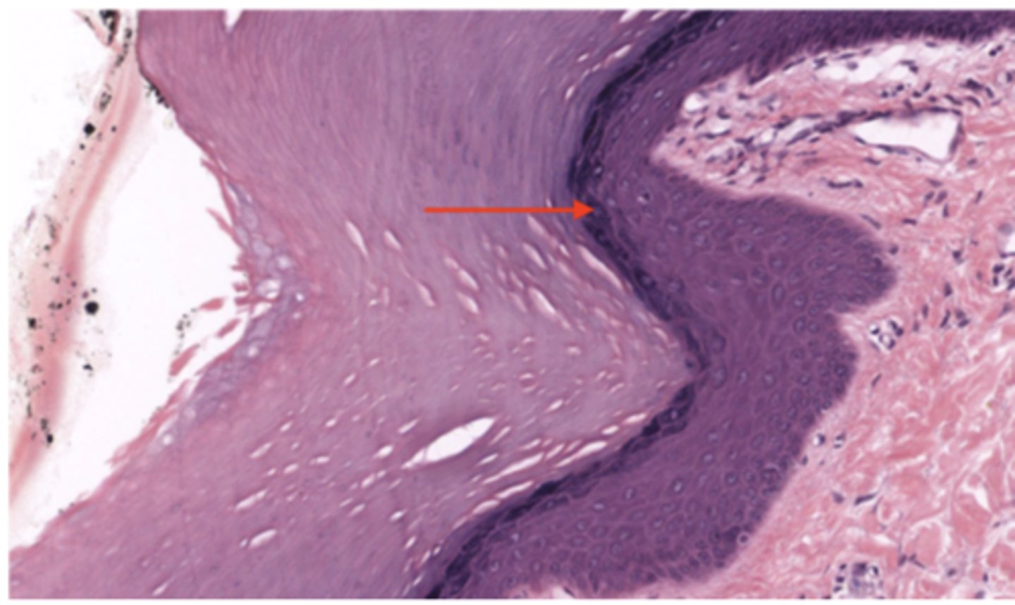 <p>Identify the specific layer</p>