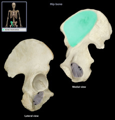 <p>The broad, slightly concave inner surface of the ilium.</p><p>Name this depression</p>
