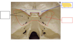 <p>Superior View of Base of Skull</p>