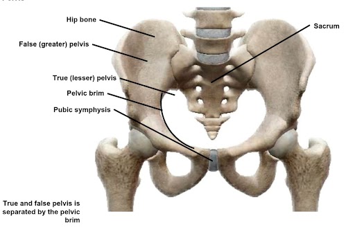 <p>what dis bone</p>