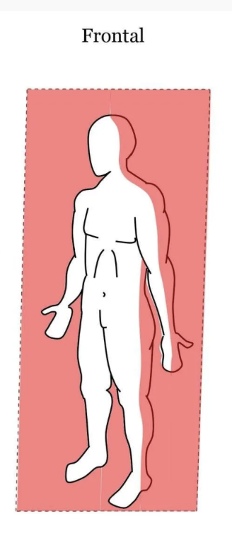<p>Vertical line that divides the body into anterior and posterior sections</p>