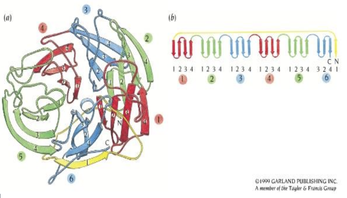 <p>A beta protein motif.</p><ul><li><p>Sheets arranged like the blades of a fan around a central axis</p></li></ul><p></p>