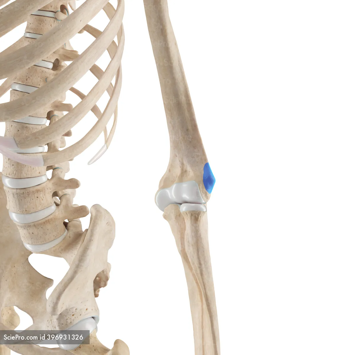 <p>Lateral Epicondyle</p>