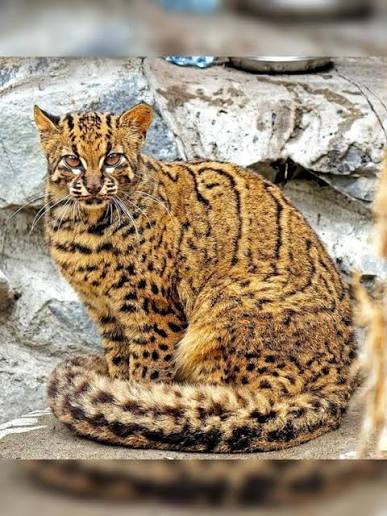 <p>small, large feet, large canine teeth, spots on forehead and crown for lines on neck and back, black spots and rings</p>