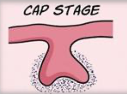<p>9-10 weeks in utero</p><p>The multiplication of the cells of the initiation stage and an expansion of the tooth bud-----tooth germ.</p><p>-This occurs for the primary dentition between the ninth and</p><p>the tenth week of prenatal development during the fetal</p><p>period. This stage is characterized by the continuation of the</p><p>As the tooth germs continues to proliferate it produces as caplike appearance. This stage is called the CAP STAGE.</p>