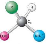 <p>Which configuration does this isomer have?</p>