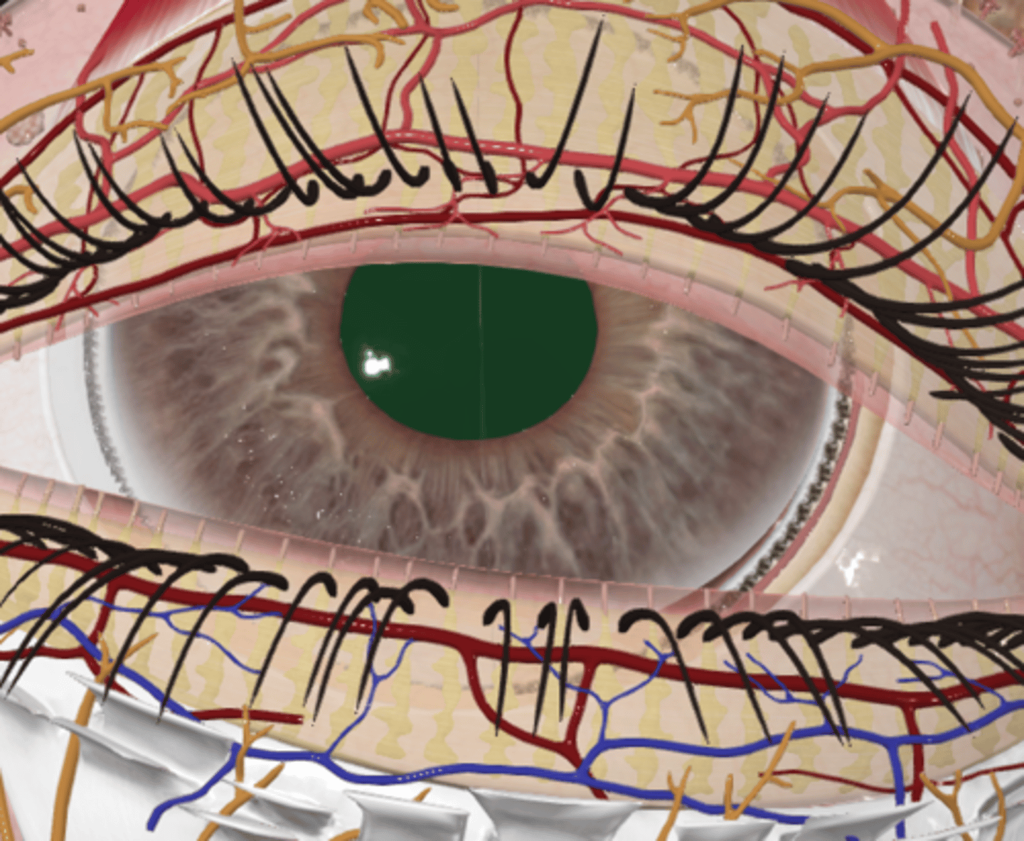 <p>What is the iris (vascular layer) and what is its function?</p>