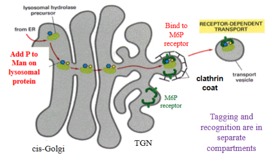 <ol><li><p>newly synthesized lysosomal glycoprotein tagged on terminal mannose of its oligo chain with phosphate in cis-Golgi</p></li><li><p>M6P-tagged lysosomal protein moves together with all other proteins to TGN.</p></li><li><p>at TGN, tag recognized by M6P receptor (transmembrane protein) that binds lysosomal protein-M6P and “holds” it in a patch coated on cytosolic side with clathrin coat</p></li><li><p>forming bud will pinch off as a <span>clathrin-coated vesicle that will fuse with endosomes</span></p></li></ol><p></p>
