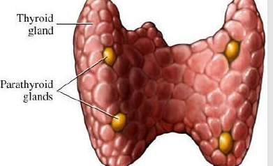 <p>• Location-embedded on the rear surface of the thyroid gland. Usually four but some people may have more. </p><p>• Secretion-Parathyroid hormone </p><p>• Function of Parathyroid Hormone-Regulation of calcium and phosphate levels in the blood by increasing calcium levels in the blood and phosphate excretion in the urine</p>