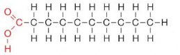 <p>Has single bonds within their hydrocarbon tails. They are “fully saturated” with hydrogen atoms, have flexible tails, and can “stack up” at room temperature, forming a soft solid.</p><p>ex: butter</p>