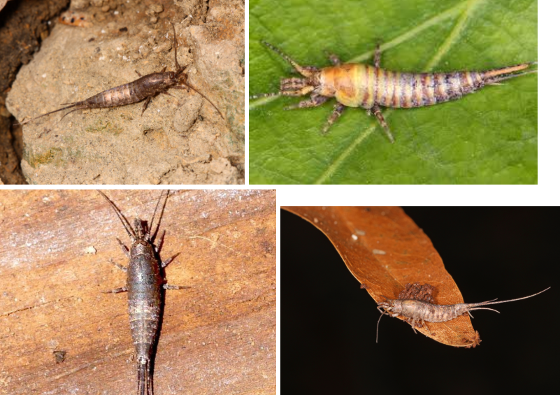 <p>Bristletails </p>