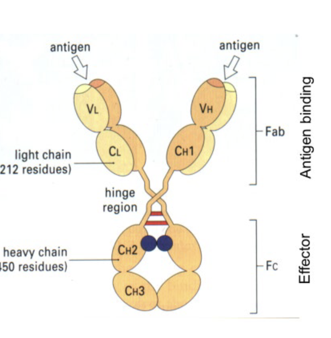 <p>2 protein chains are constructed from </p>