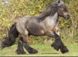 <p>welk type paard is dit</p>