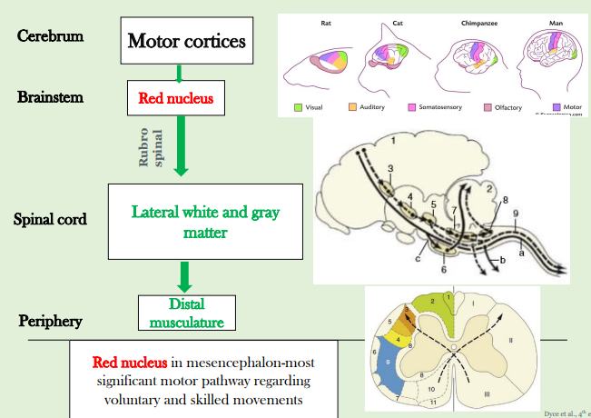 <p>dorsal lateral spinal chord of white matter</p>