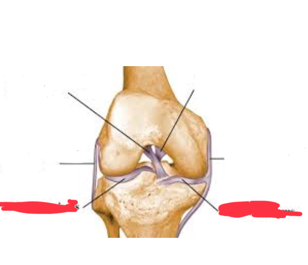 <p>Where is the <span><span>Medial (tibial) collateral ligament (MCL)</span></span></p><p><br></p>