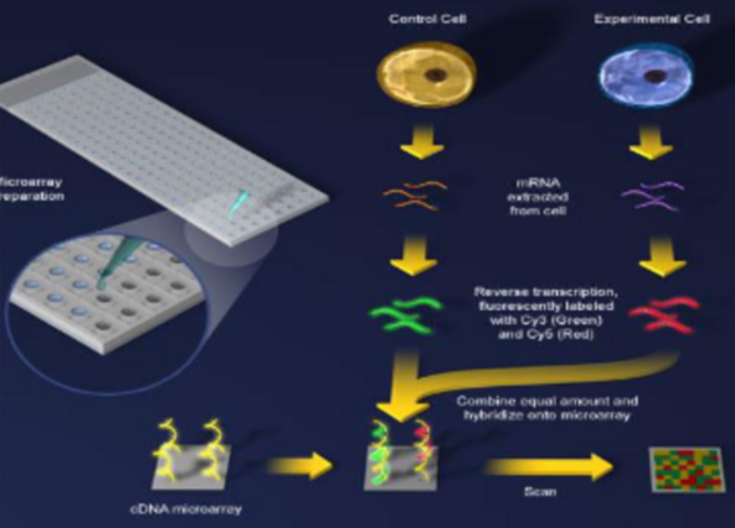 <p>one bacteria treated with antibiotic, one is not. They then bind to complementary genes on chip. Green-control, red-found in gene, yellow-both, black-neither</p>