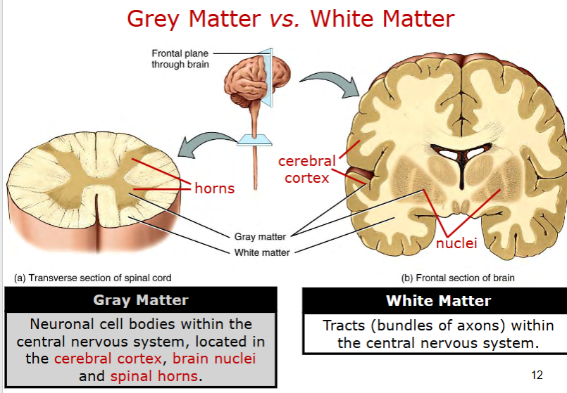 <p>gray matter</p><ul><li><p>neuronal CELLBODIES within CNS</p></li><li><p>in cerebral cortex, brain nuclei, spinal “horns”</p></li></ul><p>white matter</p><ul><li><p>tracts within CNS!!!</p></li><li><p>exterior spinal cord</p></li><li><p>interior of brain</p></li></ul><p></p>