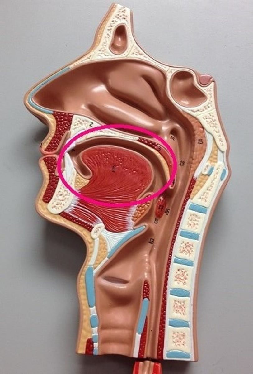 <p>mouth</p>