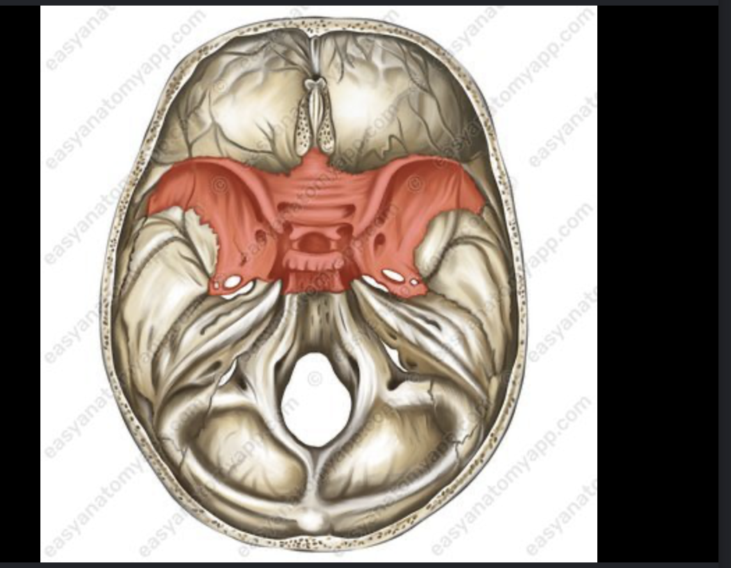 <p>Sphenoid - looks like a butterfly; behind eye </p>
