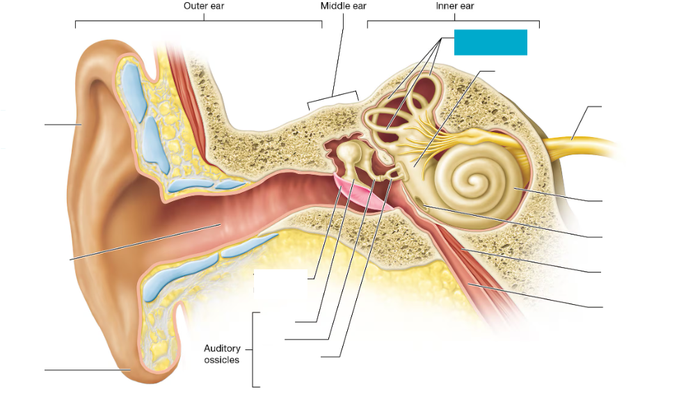 <p>Fluid-filled inner ear structures that detect head movement and help with balance</p>