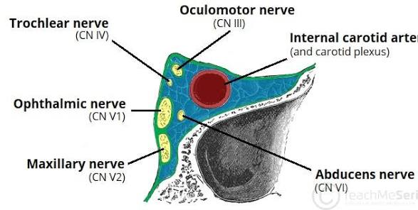 <p>-internal carotid artery </p><p>-cranial nerves III, IV, V1, V2 and VI</p>