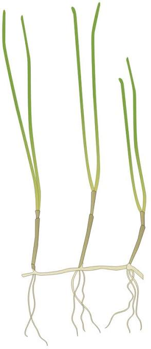 <p>Manatee Grass</p>