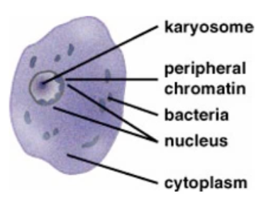 <p>Entamoeba coli: Trophozoite</p>