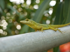 <p>lizard</p>