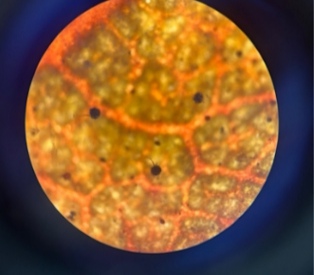<p>Sphaerotheca pannonsa - pepelasta plesen vrtnic in breskev (rod Sphaerotheca) </p>
