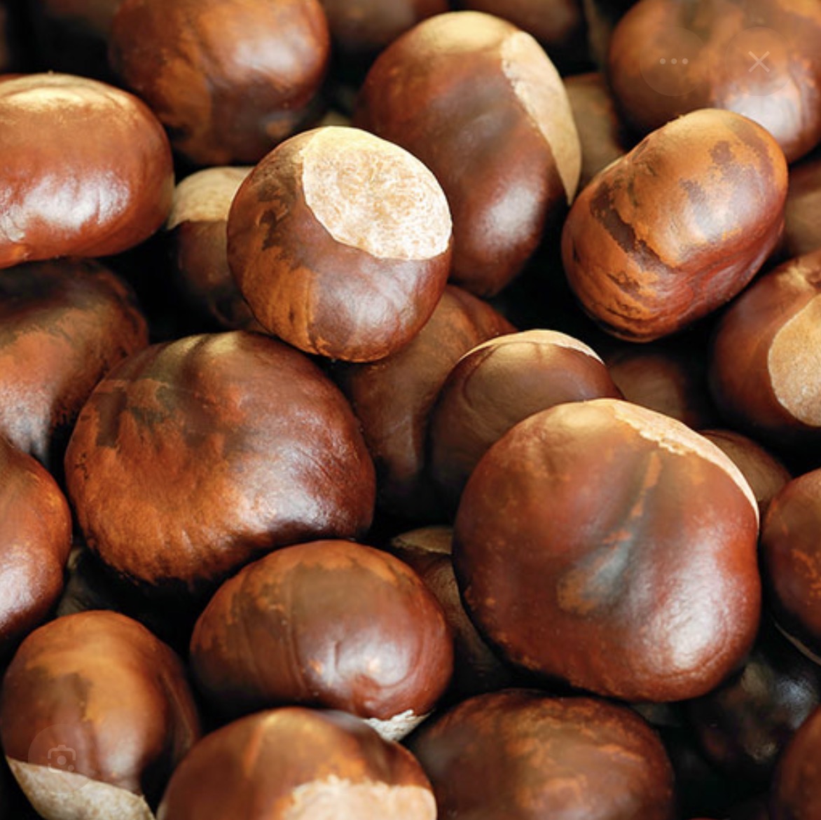 <p>Chestnut</p>