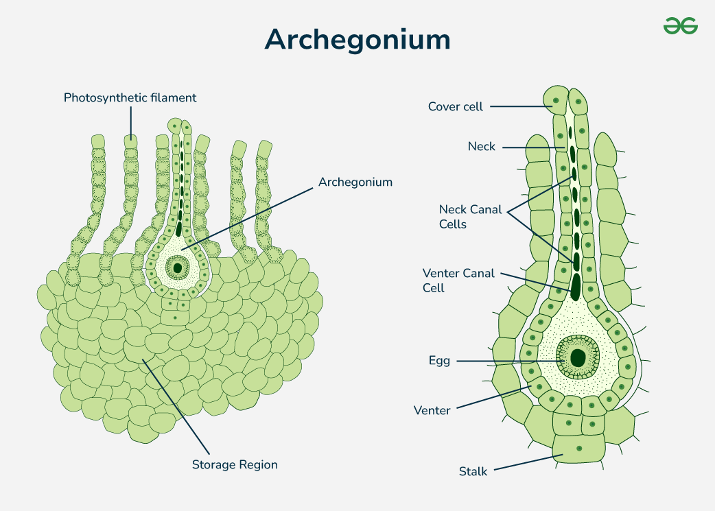 <p>Archegonium</p>