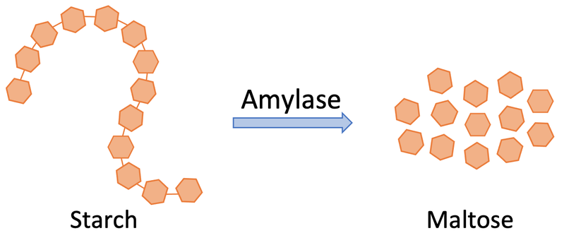 <p>Enzyme which breaks down carbohydrates → Simple sugar e.g. starch → Glucose. Occurs in mouth and small intestine.</p>