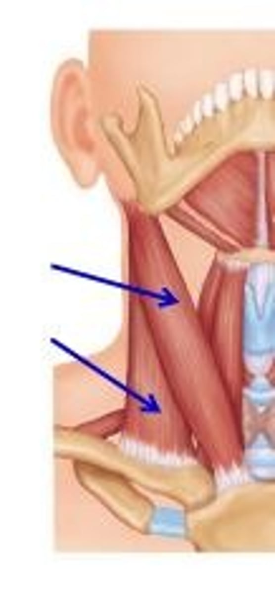 <p>flexes neck; rotates head</p>