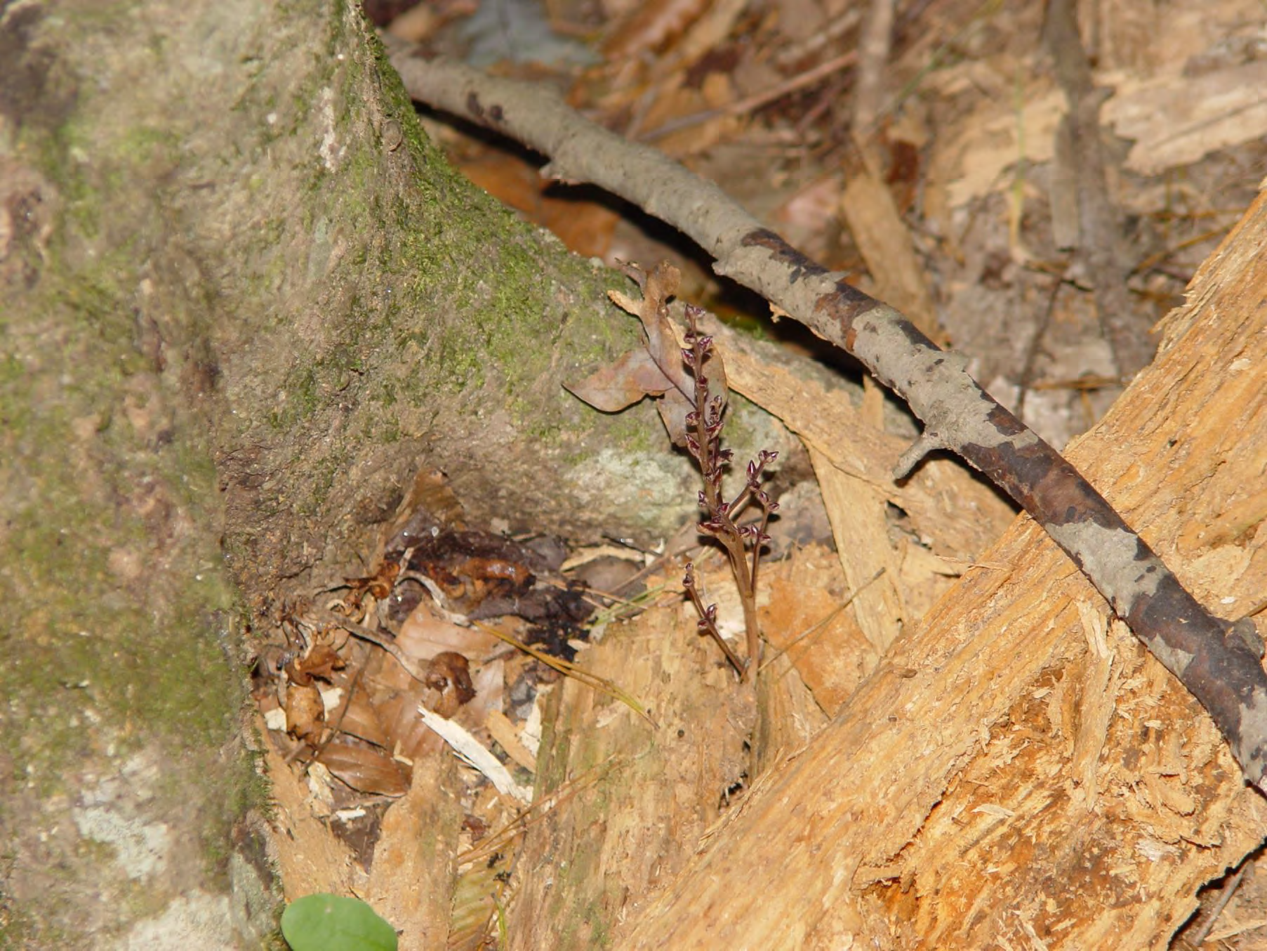 <p>•</p><p>Orobanchaceae</p><p>•</p><p>Parasitic on Beech</p><p>•</p><p>Key Characters:</p><p>•</p><p>No chlorophyll</p>