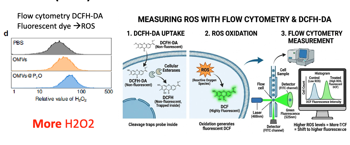 <p>take Tc1 lung cancer cells + OMV-P2O-Ads or OMV-Ads → various assays to meaure H2O2/ROS, LCI/LCII, virus replication, and cell lysis </p><ul><li><p>to measure ROS, used flow cytometry & DCFH-DA:</p><ul><li><p>1. DCFHA-DA starts as non-fluorescent and is taken up by cells. Cellular esterases will convert it to non-fluorescent DCFH, which trap the probe inside the ce</p></li><li><p>2. ROX interact with DCFH to generate DCF, which is highly fluorescent → more ROS = more fluorescence</p></li></ul></li></ul><p></p>