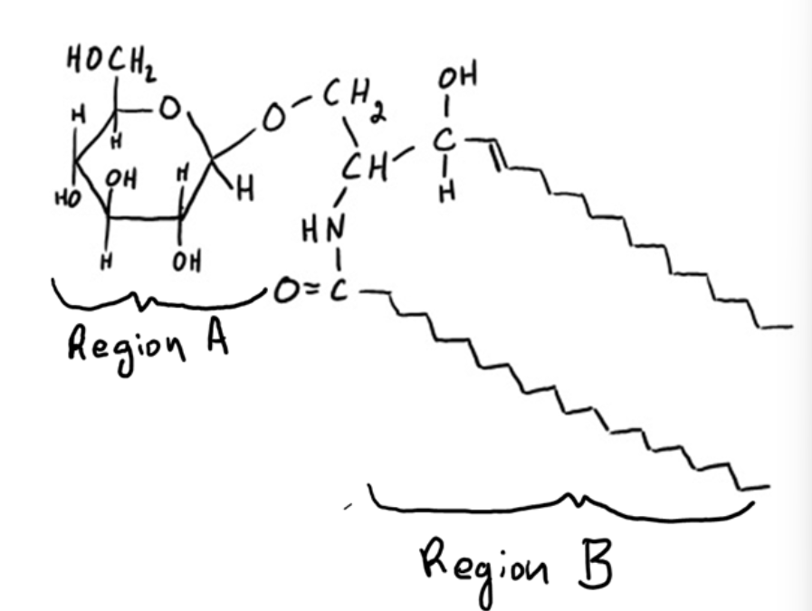 <p><span>Based on its structure, is this lipid likely to be found in a cellular membrane?</span></p>